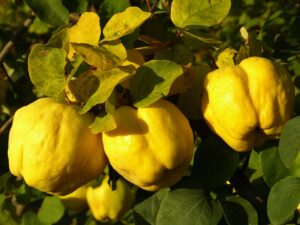Sposoby na przygotowanie znakomitych i zdrowych dań z makaronem